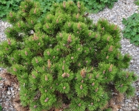 Pinus mugo 'Peterle' -- Bergkiefer 'Peterle'